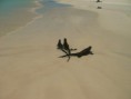 /album/fotogaleria/iguana-3-jpg/